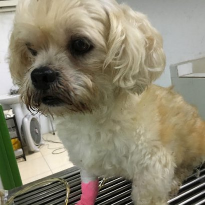 “5 ปีที่ทุกข์ทรมาณ กับนิ่วในกระเพาะปัสสาวะสุนัข”